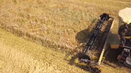 Aerial View of Combine Harvester Harvesting Large Ripe Wheat Field