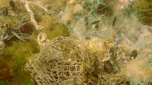 Lost fishing net lies on seabed in green algae Ulva on shallow water in Black sea