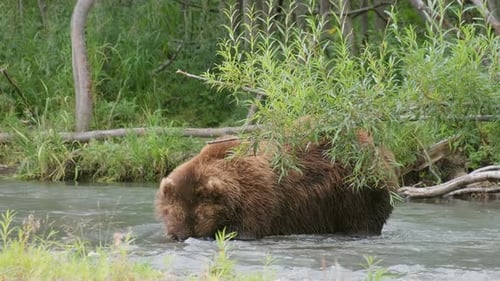 Big Brown Bear Catch Salmon