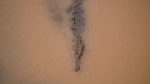 Top Down Shot of Crocodile on Water Surface