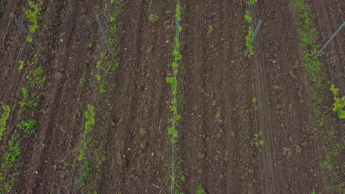 Top View of Vine Crops Grow in Fields on Farm in Summer Irrl