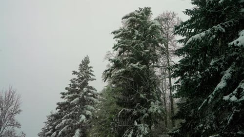 Schnee fällt über die Pinien