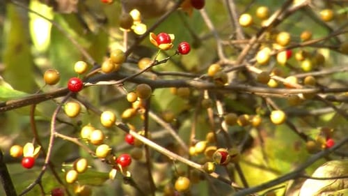 La lumière du soleil brille sur les baies d'une vigne douce-amère (Celastrus scandens).