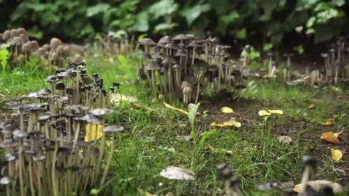 Tall Mushrooms Growing in a Grassy Field