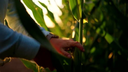 Farmer Inspecting Fresh Corn Ear at Sunset in Agricultural Field
