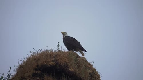 Bald Eagle on rocky outcrop on foggy coastline flys away from nest