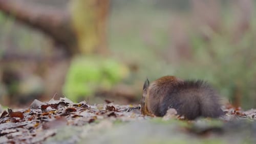 Red squirrel eating on forest floor, low angle static wildlife shot with soft bokeh