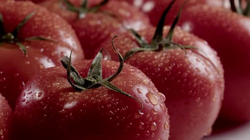 Close up of Fresh Red Tomatoes with Water Droplets