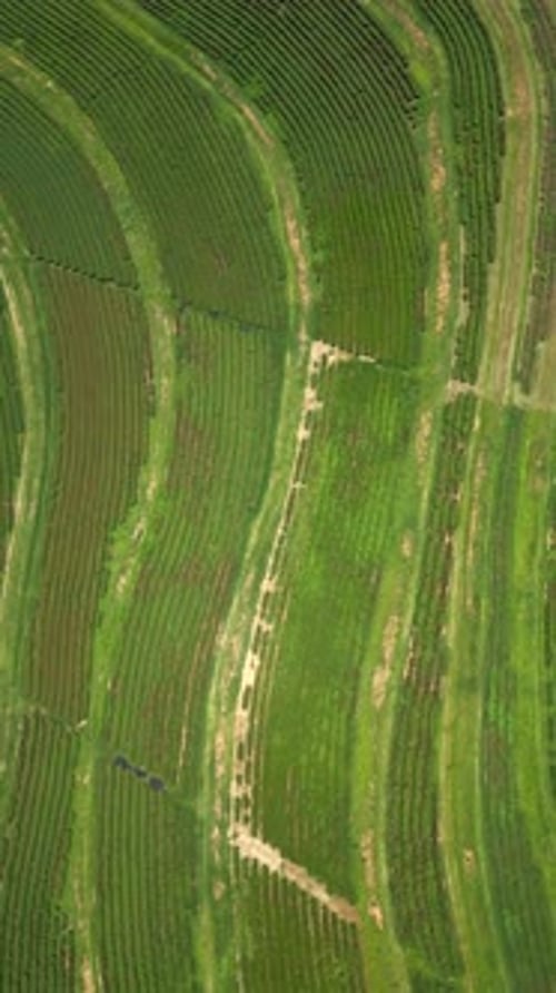 Tea Plantation Terrace Landscapes in Northern Thailand