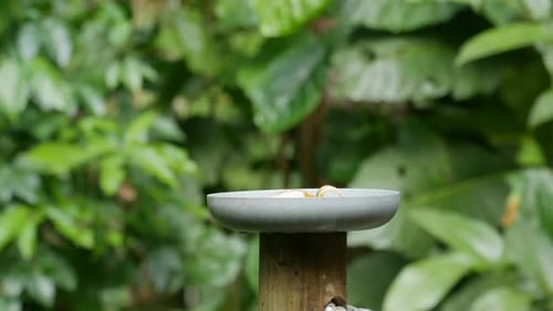 Tangaras de cabeza verde comiendo frutas en el bosque atlántico