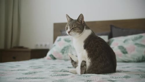 Cat Licks Paw While Sitting on Bed