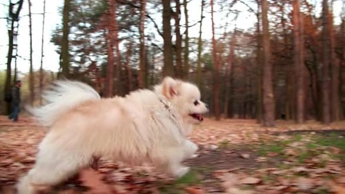 Playful Puppy of Spitz Pomeranian Enjoying Fresh Morning in the Woods