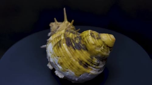 snail shell