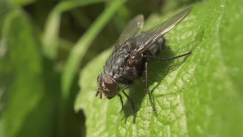 Big Fly Sitting on the Green Leaves