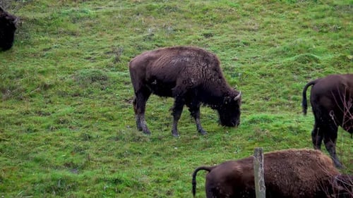 Manada de uros pastando en el campo. Gran bisonte marrón sobre el fondo del bosque