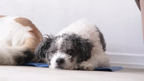 Two Sleepy Dogs Resting Near a White Wall