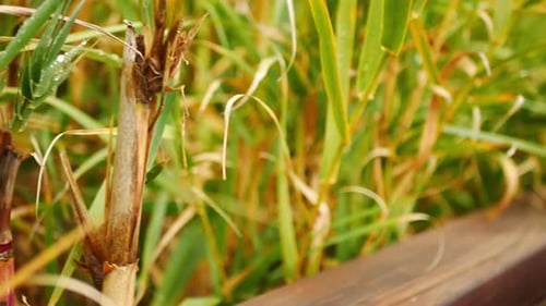 Gotas de chuva na grama pantanosa que cresce ao lado de um calçadão de madeira, trilha natural após uma nebulosa