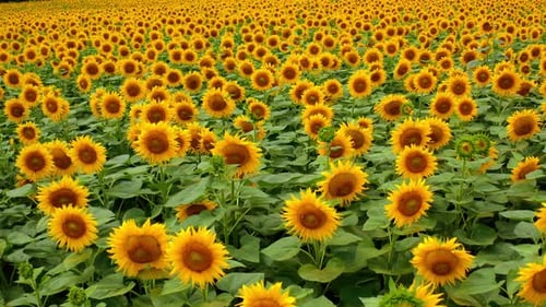 Hintergrund heller Sonnenblumen. Blütenköpfe von Sonnenblumen, die sich im Wind wiegen.