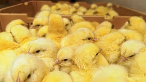 Chicks - 4K