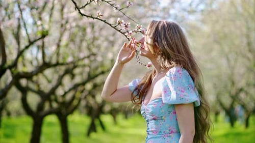 Brunette woman in a blue dress smelling a flower in a field of blooming almond trees