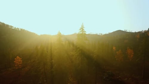 Les doux rayons de l'aube mettent en valeur un environnement pastoral paisible avec des arbres