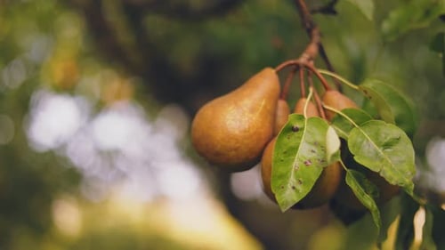 Pears on the Tree Closeup