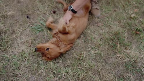 Happy Cocker Spaniel Enjoys a Belly Rub in the Grass