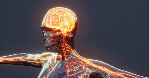 Detailed Representation of Human Brain Anatomy Highlighting Neural Pathways