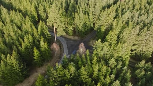 Random forest view. orbit shot of road junction in the middle of spruce jungle.