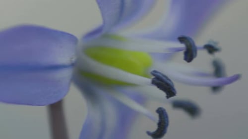 A shot of a blue flower, focusing on its yellow center and deep blue stamens, with a soft-focus back
