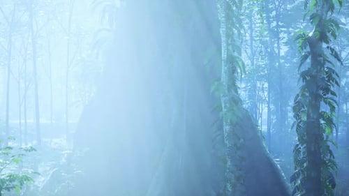 Dense Forest With Tall Trees