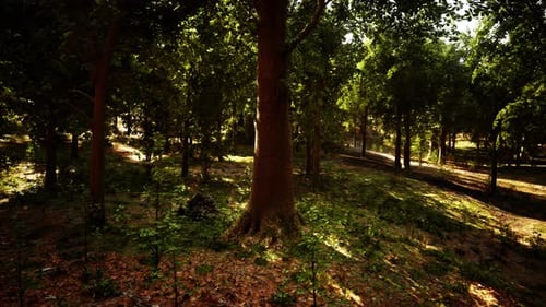 Sunlight Streaming Through Trees in a Serene Forest Setting