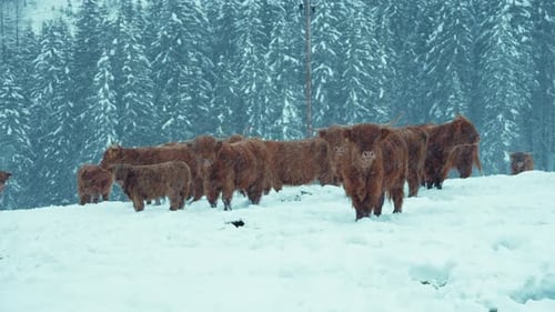 Highland Cattle Cows Stand in Snowy Field