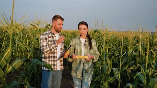 Two Farmers Walking and Discussing Corn Crop in the Field