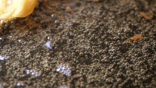 Bubbles Rise and Pop in a Hot Oil