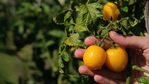 Hand schüttelt Morgentau aus gelben Tomaten Zeitlupe