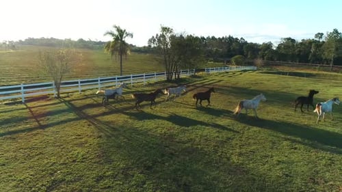 Magnificent Arabian horses galloping through a horse breeding farm.