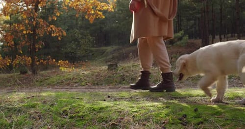 A Woman Walks with a Dog in the Autumn Forest a Side View in the Frame Shows the Legs and the Dog