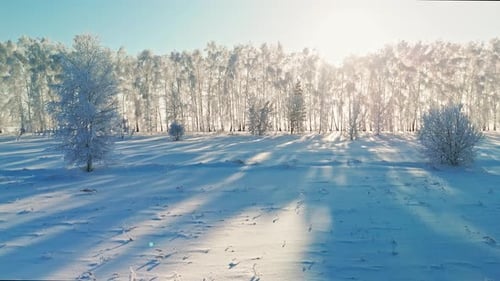 Schneelandschaft im Wintersonnenlicht mit Bäumen und langen Schatten
