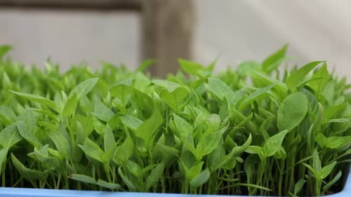 Pepper seedlings growing in container indoors, closeup. Camera moving left