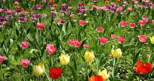 A flower bed of multi-colored bright tulips in a spring park.
