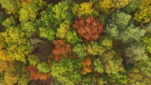An aerial video of a forest in autumn, displaying a stunning mix of green, yellow, and orange
