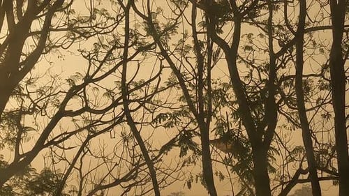 Silhouetted Tree Branches Against Amber Sky