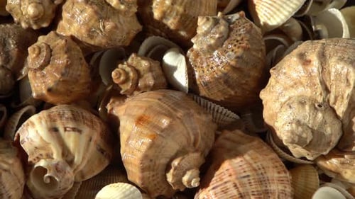 Muscheln am Strand Sommerhintergrund Rapan Shell Beige Lichtfarbe Ästhetischer Minimalismus Natur