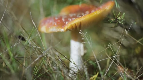 A close-up shot of the red-capped speckled mushroom on the forest floor. Decaying leaves, grass, and