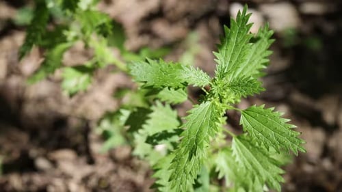 Plante d'ortie aux feuilles vertes poussant à l'extérieur, gros plan
