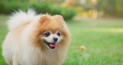 Happy Little Cute Fluffy Pedigree Pomeranian Dog Walking Outdoor at Park on a Grass Lawn
