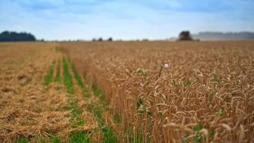Wheat harvest ready to harvest. Wheat field ready to be harvested and transported