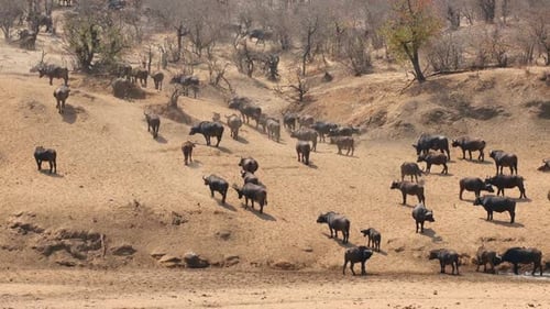 African Buffalo Herd Walking In Natural Habitat, Kruger National Park