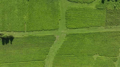 Aerial view of fresh green tea farm in Imereti region, Georgia